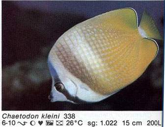 Chaetodon kleini